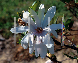 Picture of Magnolia x 'Encore'