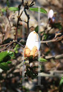 Picture of Magnolia x 'Encore'