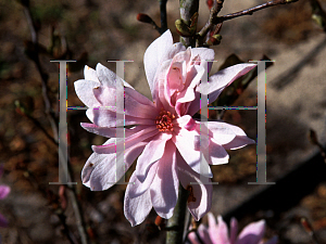 Picture of Magnolia stellata 'Crysanthemumiflora'