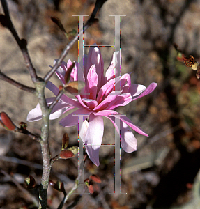 Picture of Magnolia stellata 'Crysanthemumiflora'