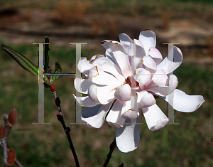 Picture of Magnolia x 'King Rose'