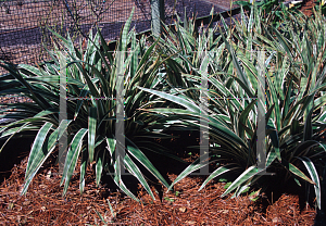 Picture of Dianella tasmanica 'Variegata'