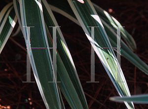 Picture of Dianella tasmanica 'Variegata'