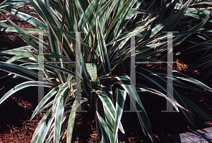 Picture of Dianella tasmanica 'Variegata'