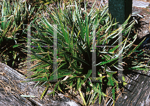 Picture of Dyckia spp. 