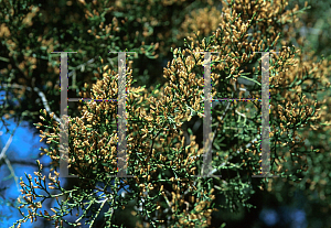 Picture of Juniperus virginiana var. silicicola 