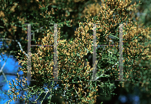 Picture of Juniperus virginiana var. silicicola 