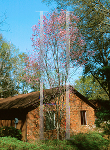 Picture of Prunus x 'Okame'