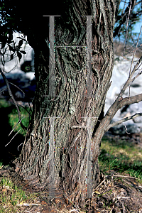 Picture of Baccharis halimifolia 