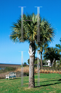 Picture of Sabal palmetto 