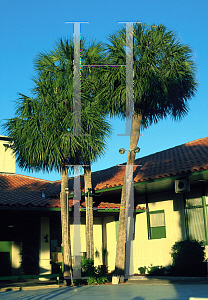 Picture of Sabal palmetto 