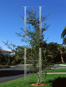 Picture of Ilex vomitoria 'Katherine'