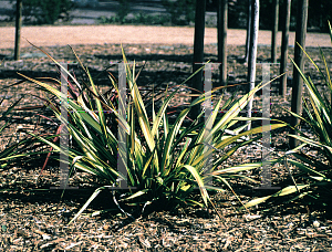 Picture of Phormium tenax 'Apricot Queen'