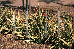 Picture of Phormium tenax 'Apricot Queen'