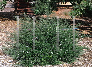 Picture of Westringia fruticosa 