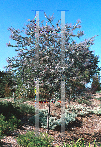 Picture of Acacia baileyana 'Purpurea'
