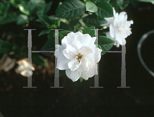 Picture of Gardenia augusta 'Veitchii'