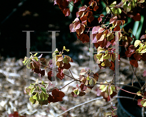 Picture of Sapium sebiferum 