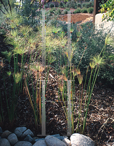 Picture of Cyperus papyrus 