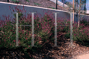 Picture of Salvia  'Waverly Pink'