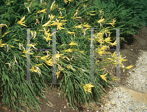 Picture of Hemerocallis citrina 