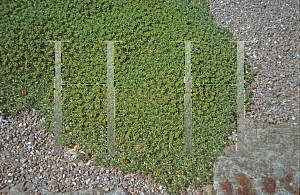 Picture of Azorella trifurcata 'Nana'