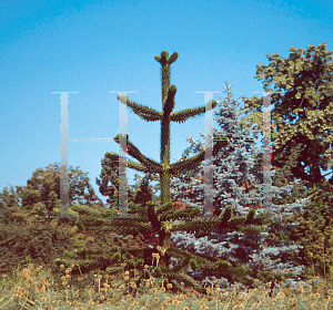 Picture of Araucaria araucana 