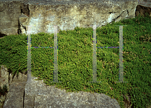 Picture of Baccharis nummerifolia 