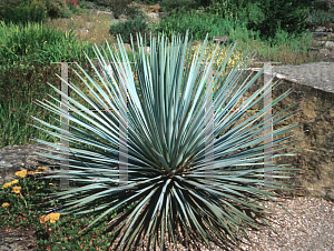 Picture of Hesperoyucca whipplei 