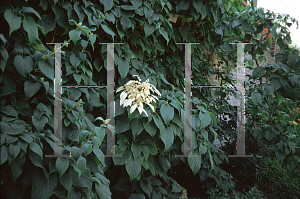 Picture of Schizophragma integrifolium 