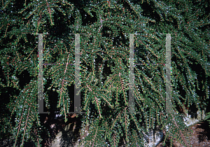 Picture of Cotoneaster horizontalis 