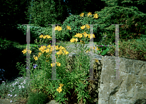 Picture of Alstroemeria aurea 