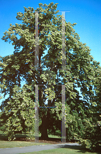 Picture of Tilia tomentosa 'Petiolaris'