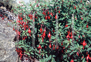 Picture of Fuchsia magellanica 'Pumila'