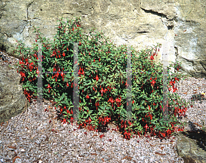 Picture of Fuchsia magellanica 'Pumila'