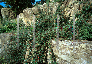 Picture of Cotoneaster dammeri 