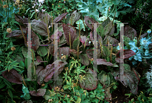 Picture of Plantago major 'Atropurpurea'