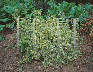 Picture of Polemonium caeruleum 'Brise d'Anjou'