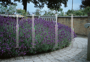 Picture of Lavandula angustifolia 