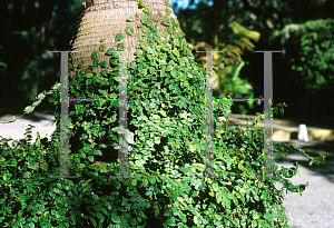 Picture of Ficus pumila 