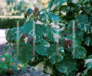 Picture of Hibiscus tiliaceus 'Tricolor'