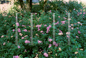 Picture of Lantana camara 'Pink Caprice'