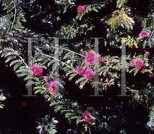 Picture of Calliandra haematocephala 