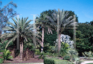 Picture of Phoenix canariensis 