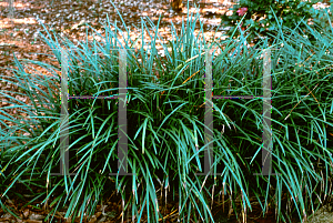 Picture of Liriope muscari 'Ever Green Giant'