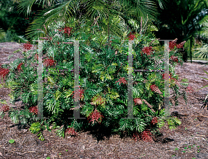 Picture of Grevillea x 'Robyn Gordon'