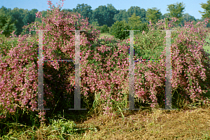 Picture of Lespedeza thunbergii 