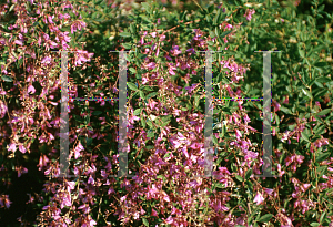 Picture of Lespedeza thunbergii 