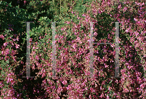 Picture of Lespedeza thunbergii 