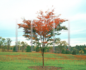 Picture of Zelkova serrata 'Green Vase'